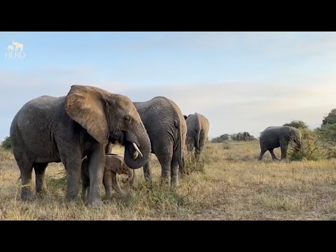 HERD’s 7-Year Elephant Journey on YouTube