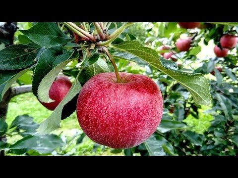 Vídeo: Poda Formativa De Uma Macieira - De Uma Muda A Uma árvore Adulta. Esquemas