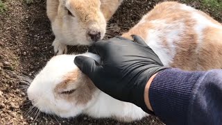 The moment I petted the rabbit, it demanded more!