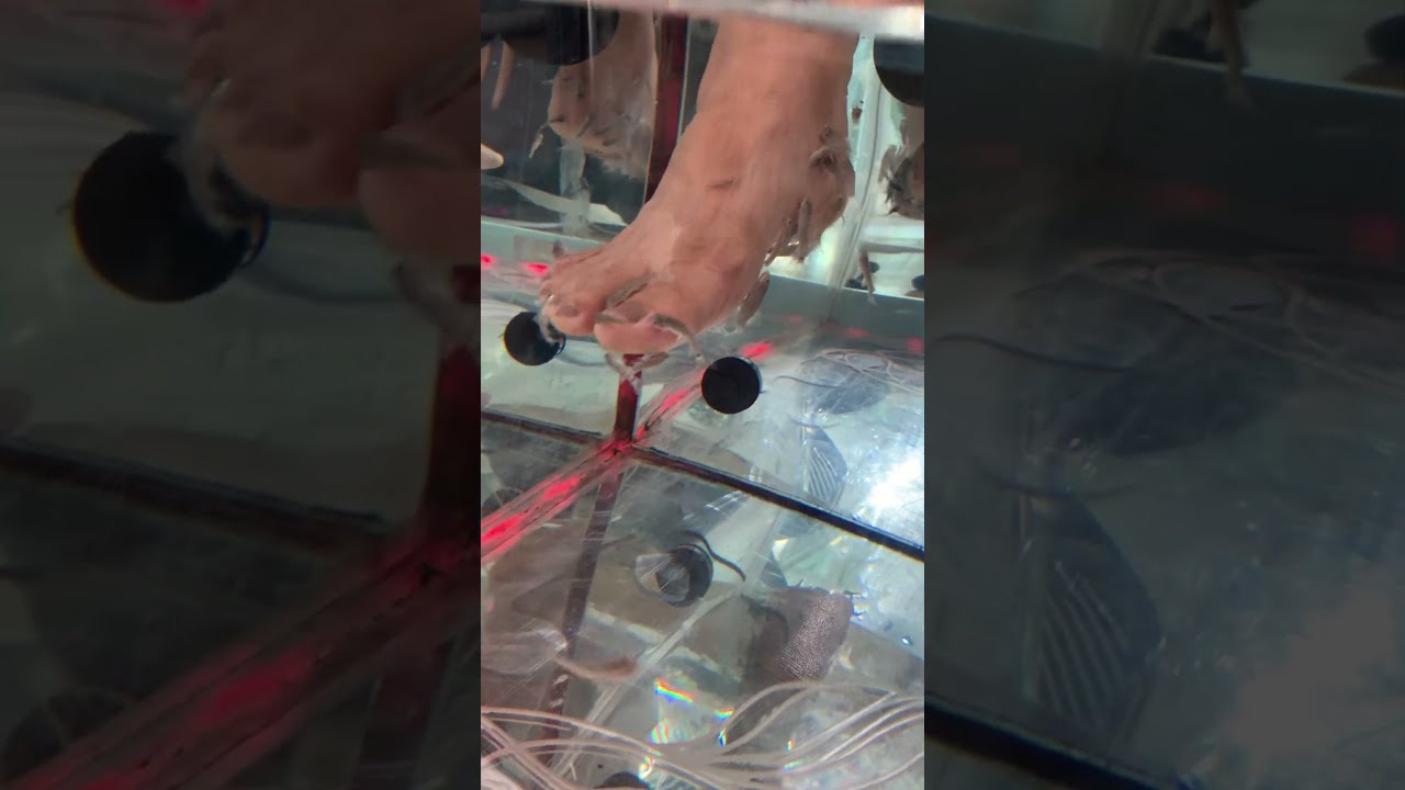 Fish massage feet. Would you have your feet fish nibbled? 