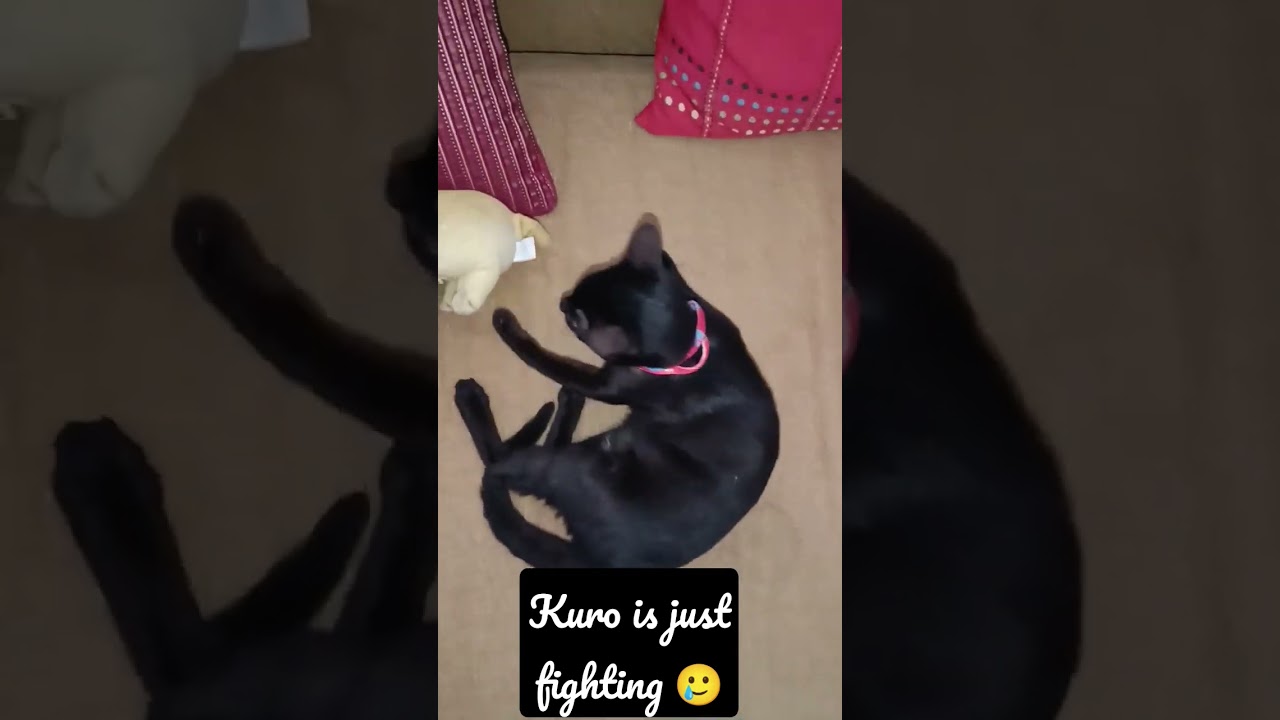 Kuro kitten and her feline ancestors are proud of her wrestling skills 🥊🐈‍⬛😅