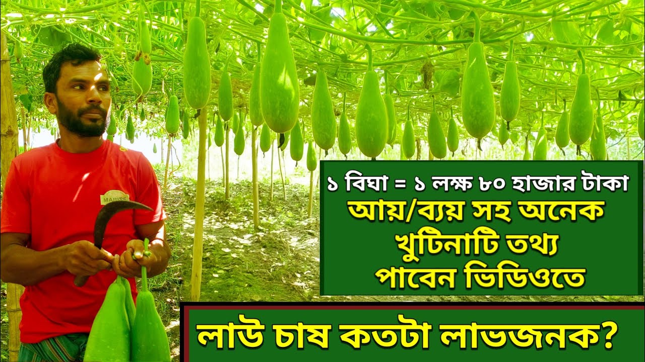 লাউ চাষে কত লাভ হয়? শুনুন সফল কৃষকের বাস্তব অভিজ্ঞতা | লাভজনক সবজি চাষ।