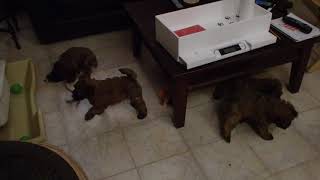 Early Morning romp for Wheaten Terrier Pups by Doug Brown 85 views 3 years ago 2 minutes, 24 seconds