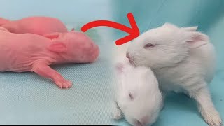 Rabbit Babies: New Born to First 13 Days Growth