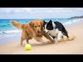 12 Hours of Dog Calming Music 🐕 Relaxing Dog Music 🎬 Gentle Relief for Home Alone Dogs