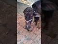 melu#bacchon_ka_😀video #animals #comedymovies #funnycomedy