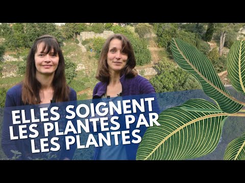 Vidéo: Prendre soin des plantes d'herbes de tanaisie - Comment faire pousser la tanaisie dans le jardin