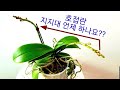 호접란 꽃대 지지대 쉽게 하는 방법 알려드려요. How to support phalaenopsis orchid flower spike.