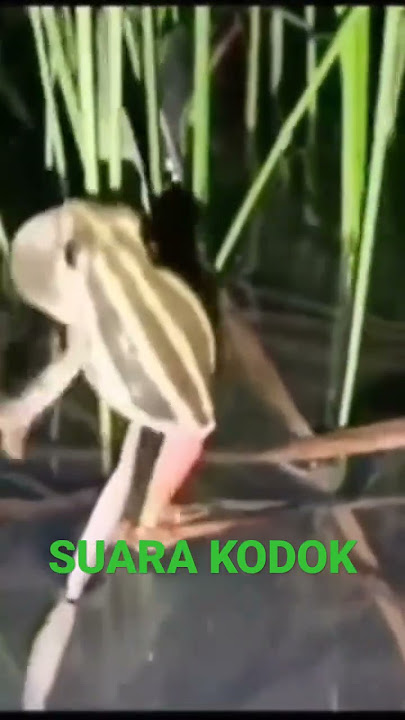 SUARA KODOK UNIK