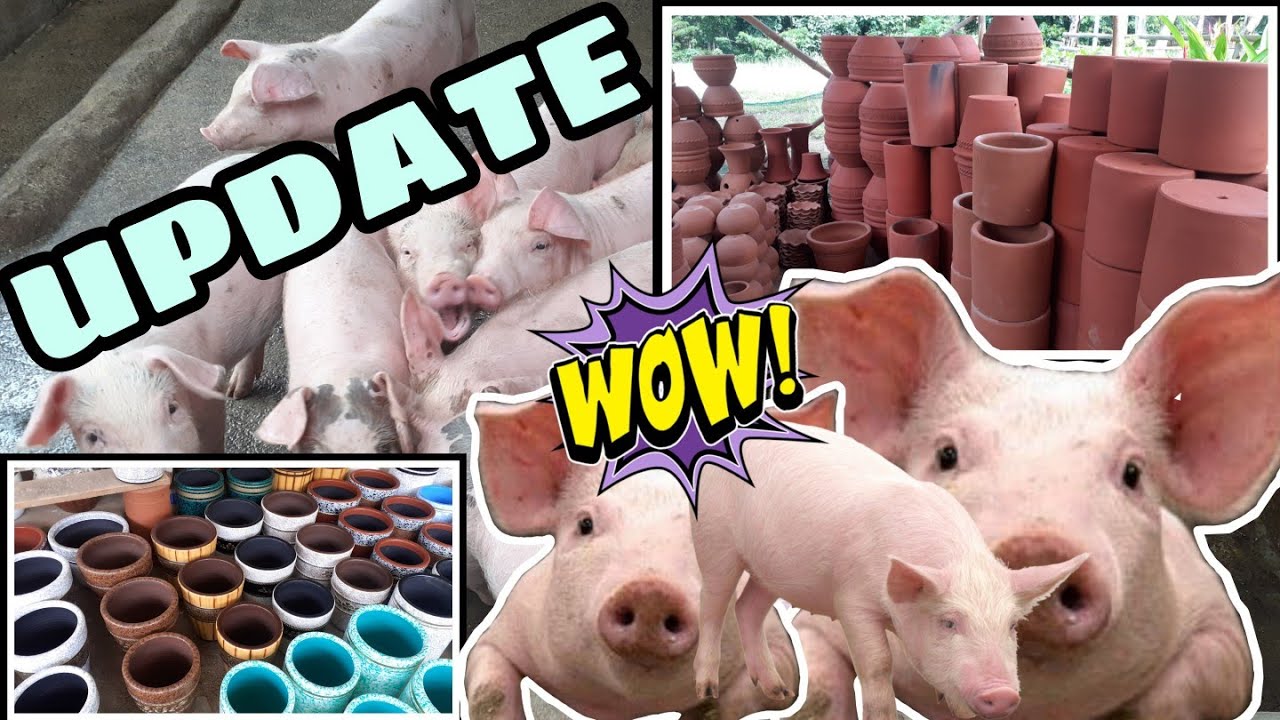 LATEST UPDATE sa mga alagang baboy /BUMILI NG POT PARA SA MGA HALAMAN