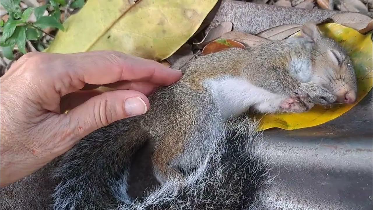 dying-squirrel-100423-youtube
