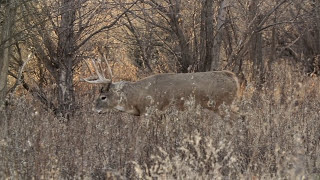 Decoying Tips for Whitetails