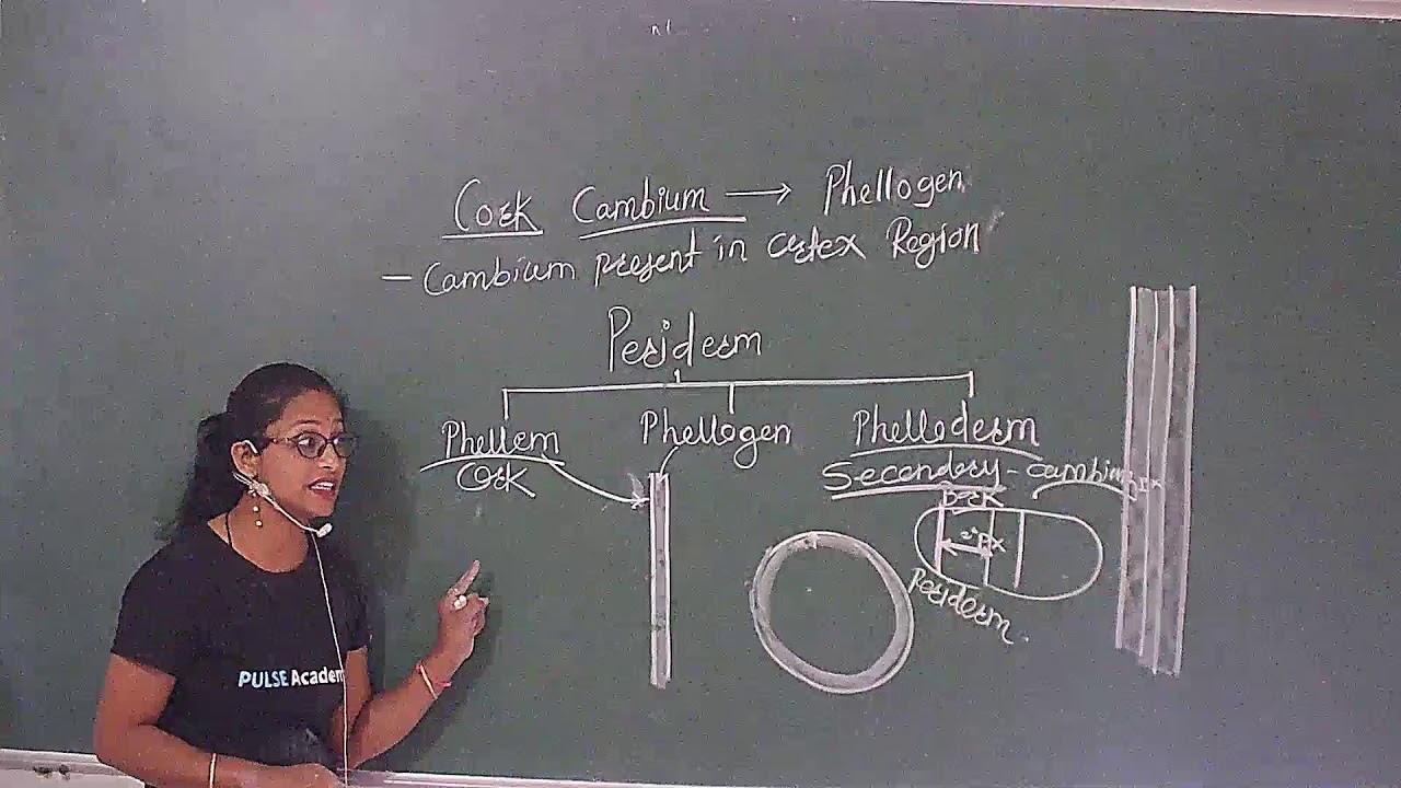 Lec 24 Class 11 Anatomy of Flowering Plants Secondary Growth Cork Cambium YouTube