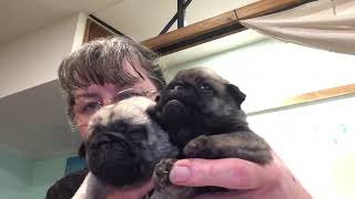 Escaped two week old puppies #pug #puppies by Beverley Benbow 93 views 1 year ago 1 minute