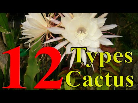 Vidéo: Types De Cactus