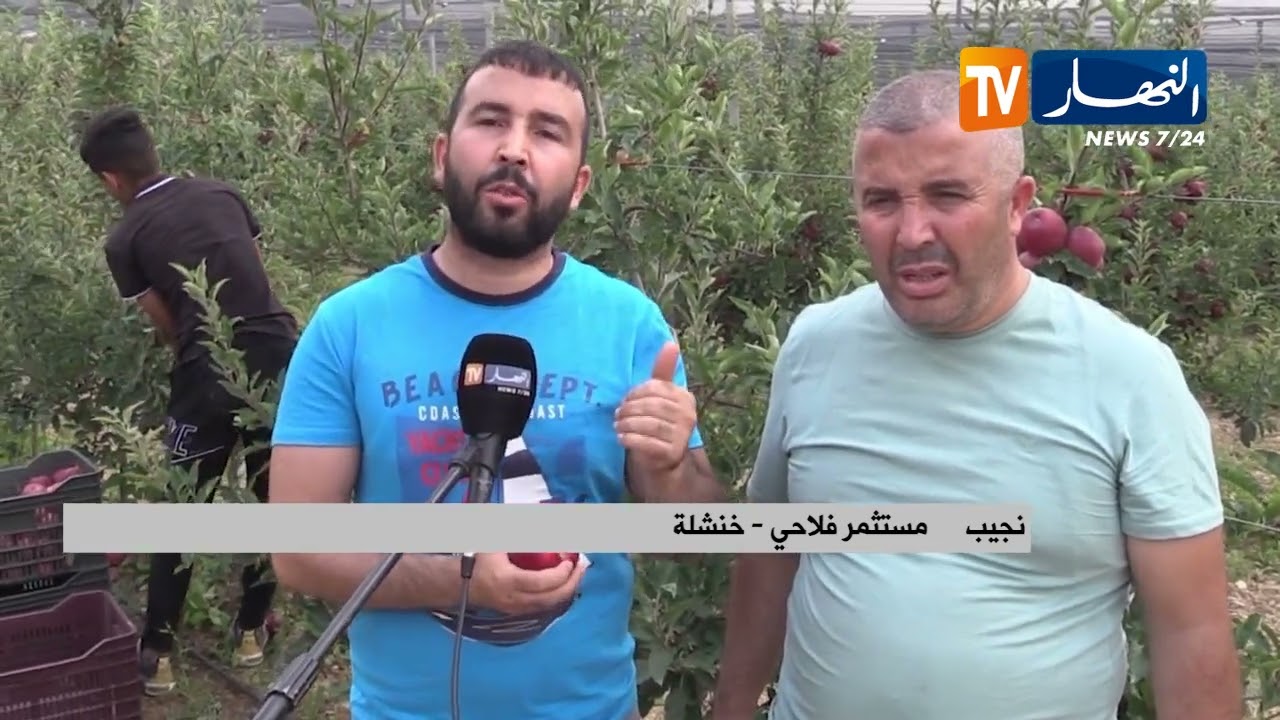 خنشلة: حبيب ونجيب  ..  قصة شقيقين حولا أرضا بورا إلى مستثمرة تفاح كبرى بطامزة