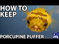 HOW TO KEEP PORCUPINE PUFFER  - Diodon holocanthus