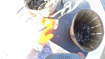 Crab sorting 🦀😎👍🏻