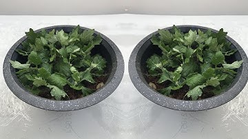 Cách trồng hoa cúc từ cành giâm