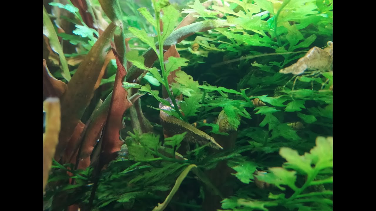 Mastacembelus circumcinctus