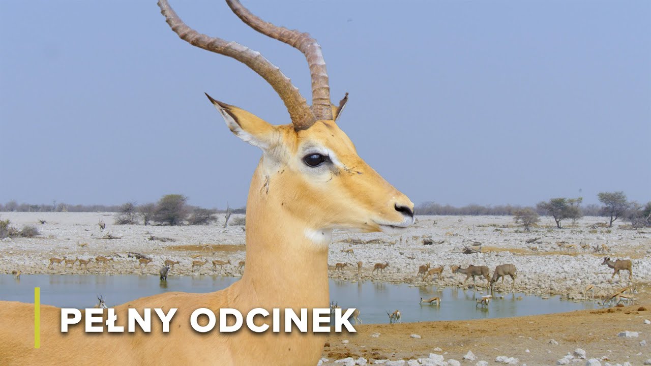 Serce Afrykańskiej Sawanny: Antylopy i Słonie | Ikony Dzikiej Przyrody 105+106