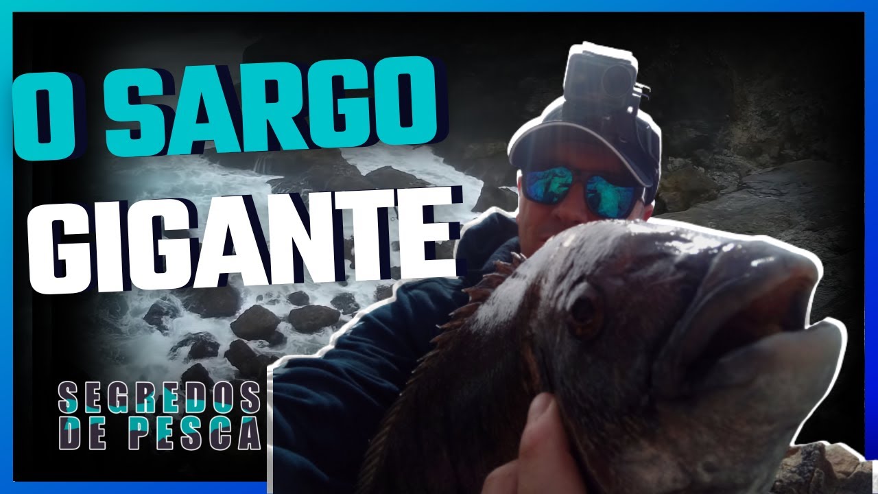 ✅ O Sargo 🐟 GIGANTE 😮