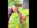 動物には本当に感情があるのか​​？ #animals #動物プロダクション #動物 #自然 #癒し