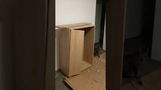 My Cat Watched Me Lose to a Wardrobe.