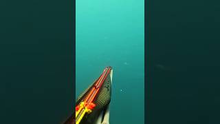100 Ντασκες περνάνε πάνω απο το κεφάλι μου 🔥💯#spearfishing #fishing #yt #shorts