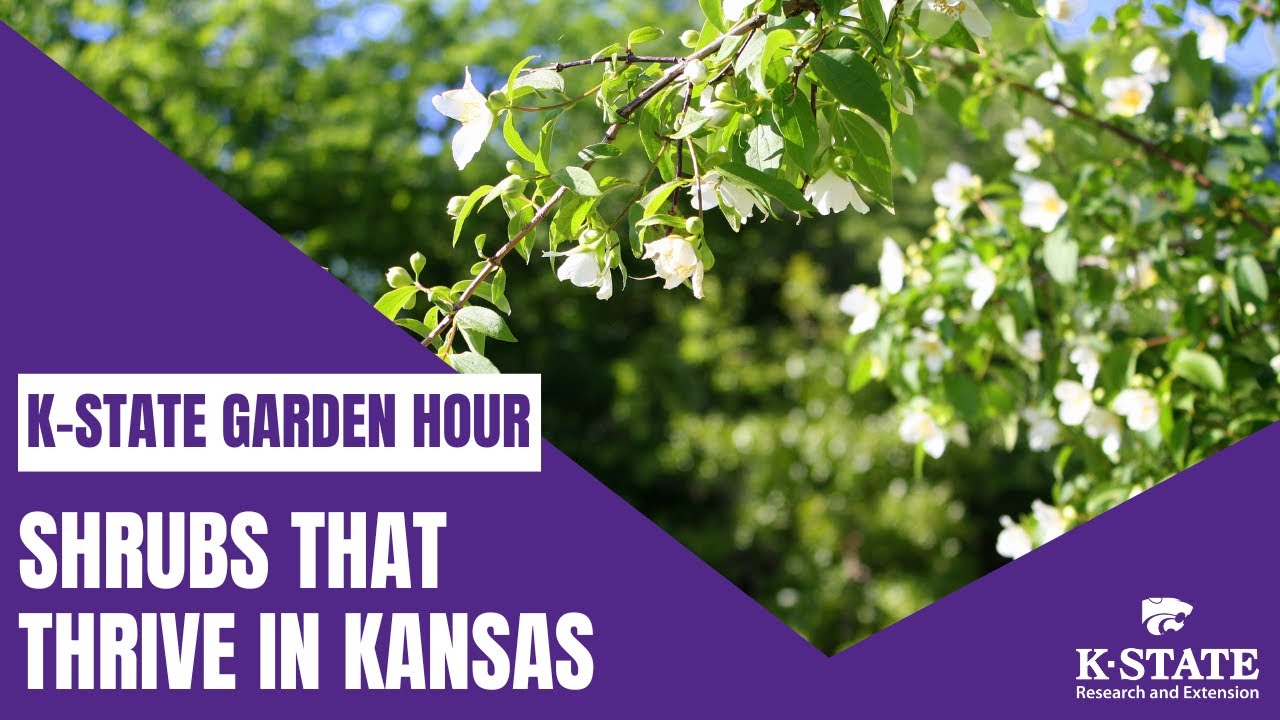K-State Garden Hour: Shrubs That Thrive in Kansas