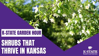 K-State Garden Hour: Shrubs That Thrive in Kansas