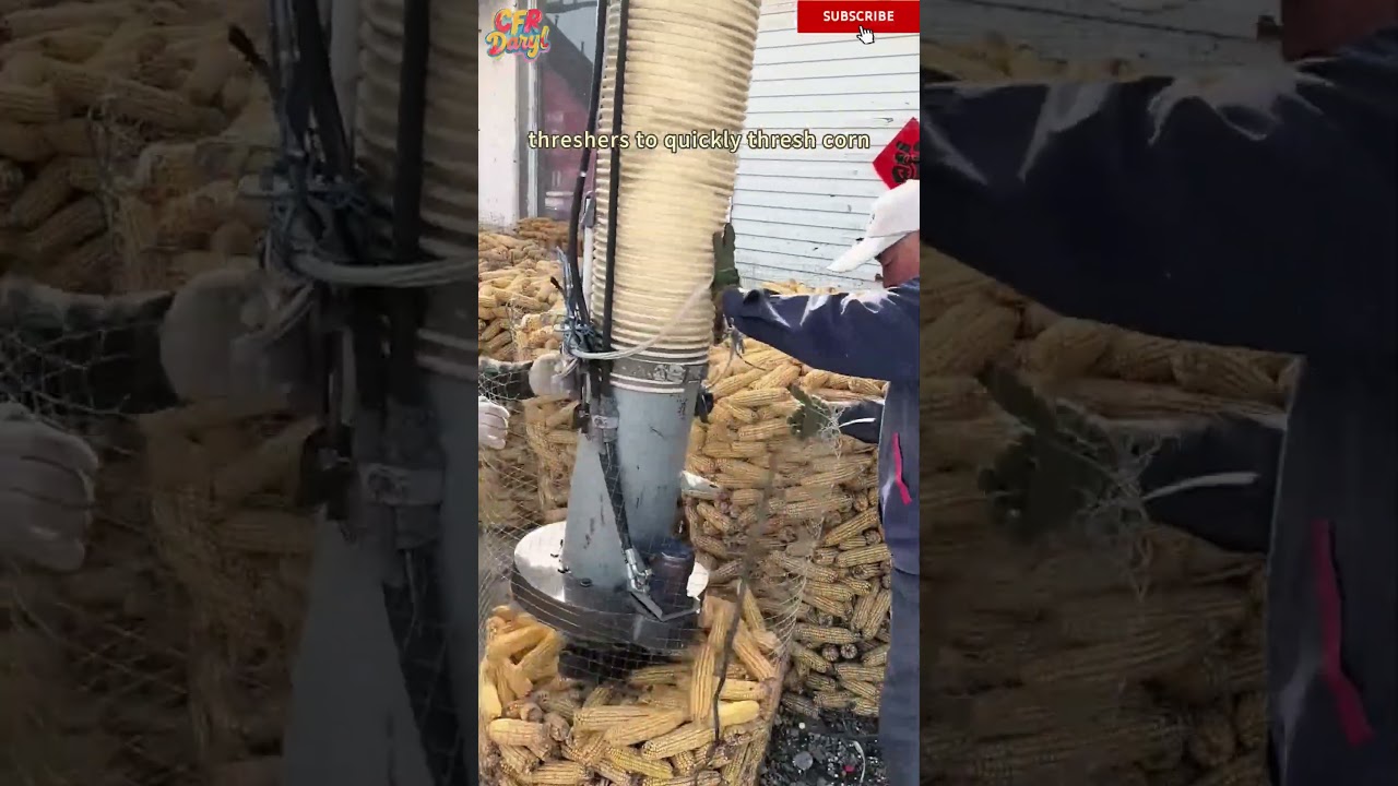 Farmers use wind suction corn threshers to quickly thresh corn