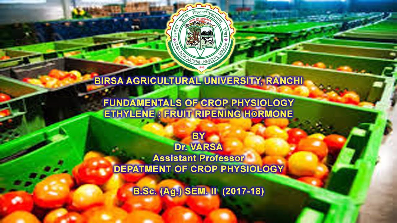 ETHYLENE FRUIT RIPENING HORMONE DR. VARSA YouTube