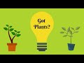 Improving Indoor Air Quality Through Fidor Remediation and Plant Selection