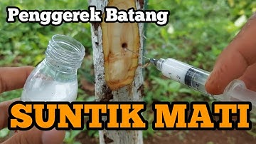 Membasmi Hama Penggerek Batang Pada Pohon Alpukat