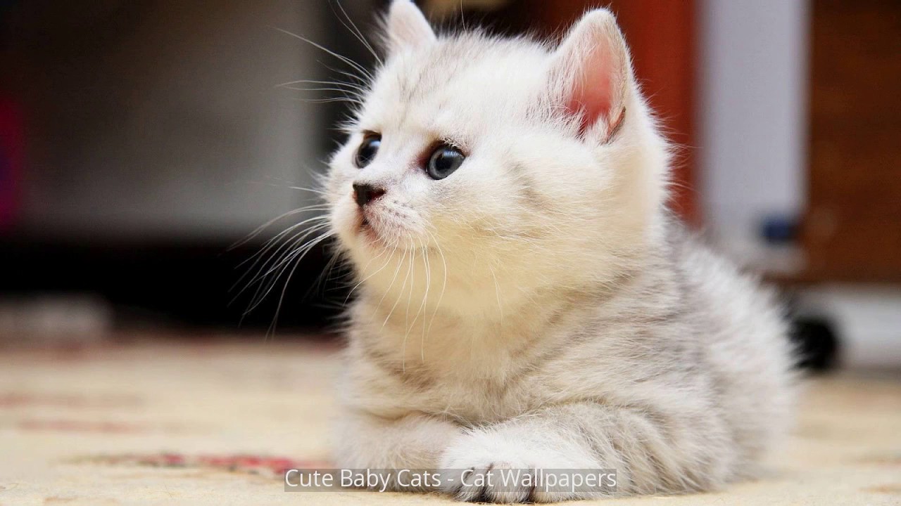 cute baby cat