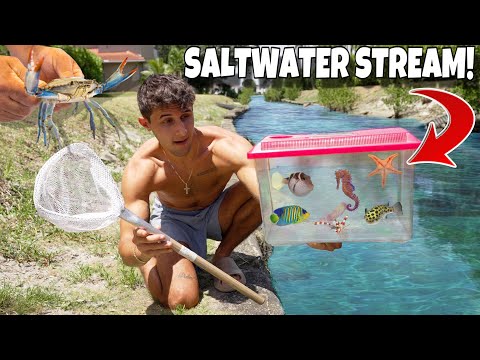 Catching EXOTIC SEA CREATURES Out Of SALTWATER STREAM!!