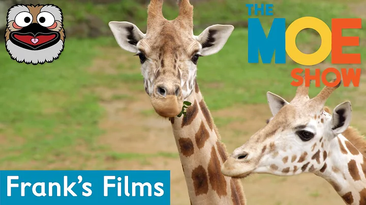 Frank's Friends - Giraffes  | Kids Learn About Giraffes | Fun & Educational #Giraffes #Animals - DayDayNews