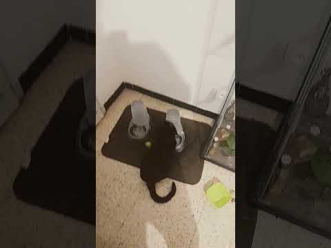 0:31 0:31 Now playing, Ils aiment leurs nouvelles croquettes