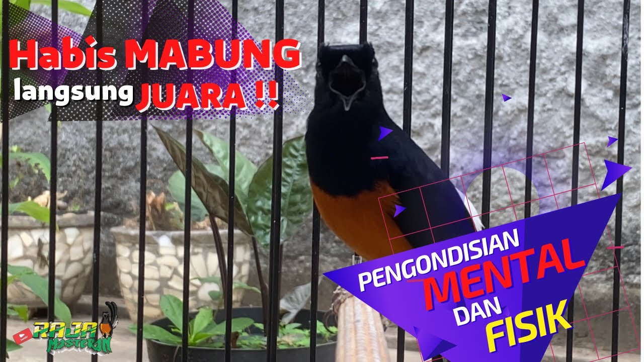 Settingan Murai Batu tuntas Mabung Agar main Ngotot dan Full Durasi