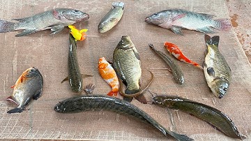 Kem Chanel ra bờ ao kéo vó bắt cá chép khổng lồ, cá vàng, cá chim, cá nước ngọt, dọ lươn, cá, rô phi