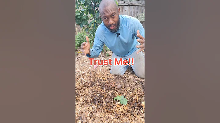 How to Grow Watermelon? #watermelon #GrowingWatermelon #gardening