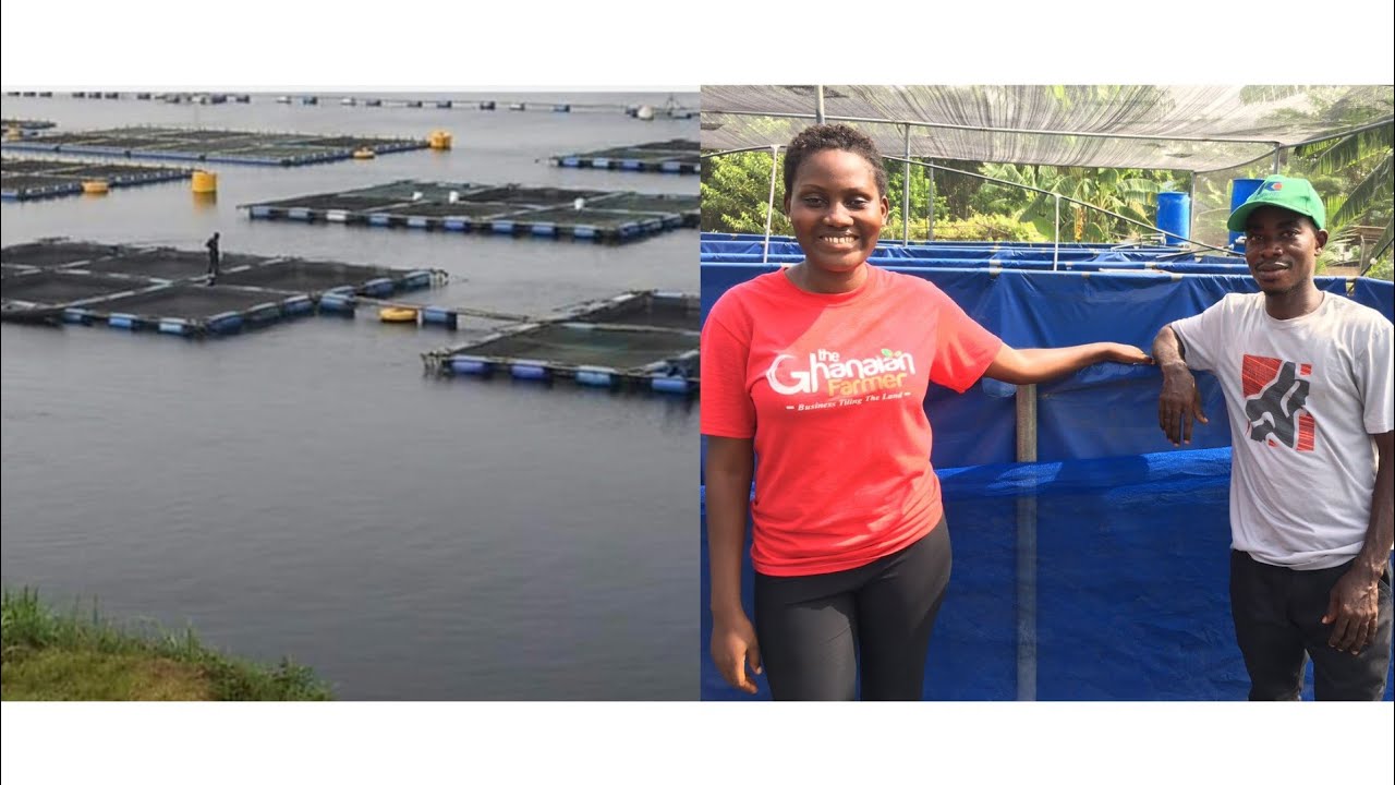 I Invest 1 Million Into My Fish Farming & Fingerling Production Business || Make 7k Sales Weekly