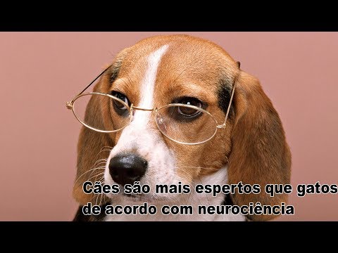 Vídeo: Novo estudo conclui que cães têm mais poder cerebral que gatos