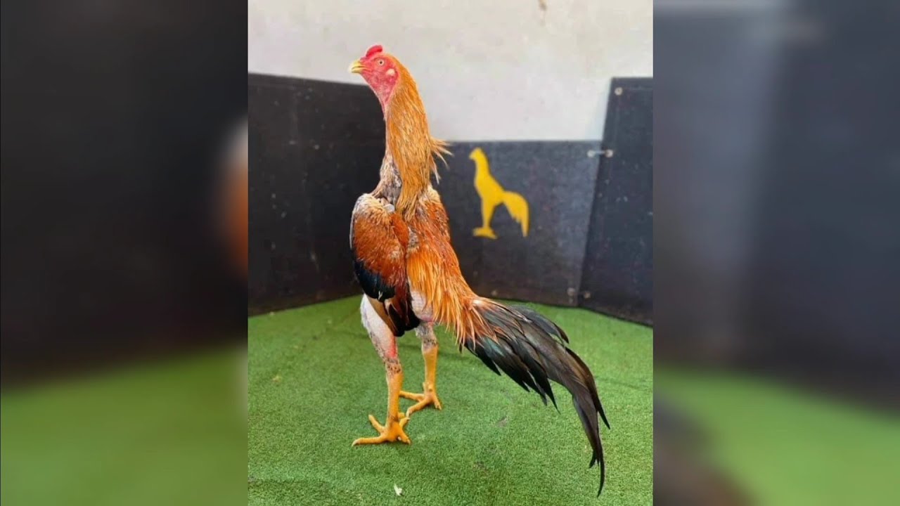 GALOS COMBATENTES 2023