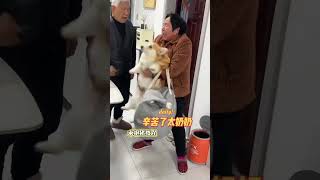 Is Not Allowing Quarrels A Common Problem For Corgis Center Inspiration