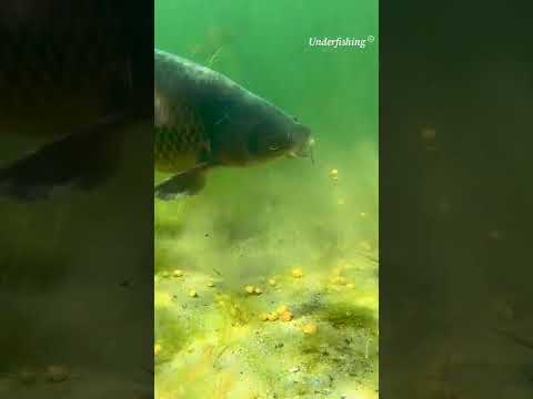 تصویری: آیا ماهی کپور علف میل فویل می خورد؟