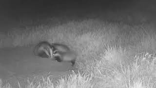 Two playful badger cubs with their mother