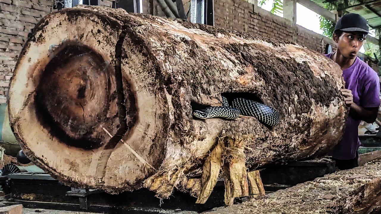 Sawmill Magic ‼️ Trembesi Wood Boards Made in Perth