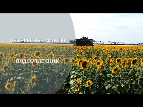 Интересные факты о подсолнечнике